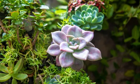 Top cây cảnh “hot trend” phủ sóng mạng xã hội, giới trẻ mê mẩn