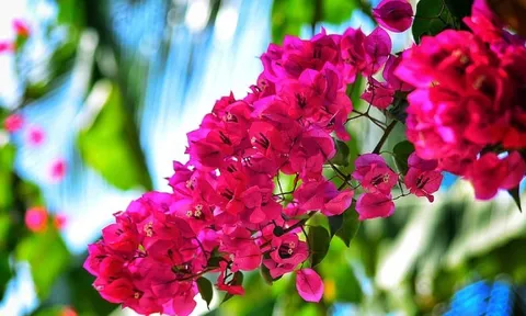 Chăm sai cách khiến hoa giấy chỉ tốt lá, 4 nguyên tắc giúp cây ra hoa rực rỡ