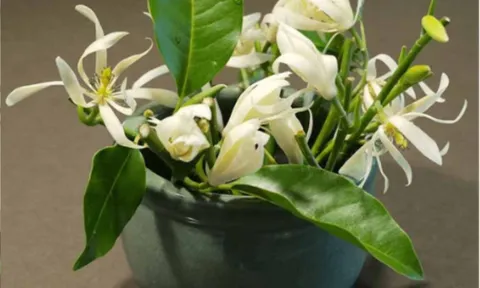 5 loại cây cảnh đặt sai trong phòng kín, sức khỏe có thể bị ảnh hưởng âm thầm