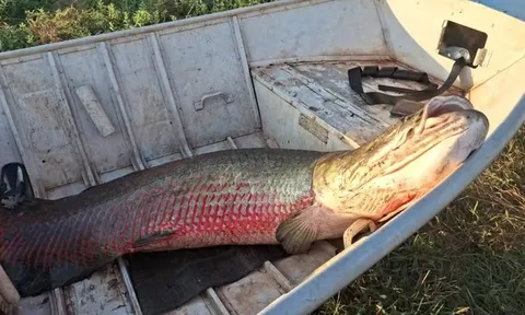 Cận cảnh "thủy quái" nặng 75kg, dài 1,9 mét vừa bị tóm gọn trên sông, 2 ngư dân ôm không xuể