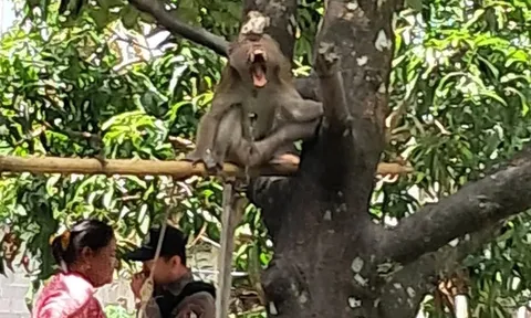 Bé trai 7 tuổi bị khỉ cắn tử vong khi đang chơi bên ngoài nhà: Nghẹn lòng lời kể người mẹ