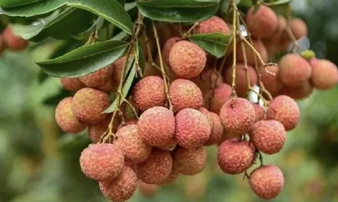 Mùa vải ngắn nhưng ăn dài lâu: 4 cách bảo quản vải thiều giữ nguyên vị ngọt cả tháng trời