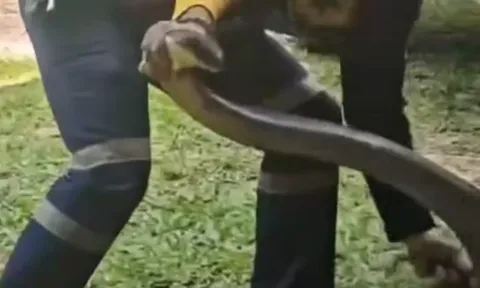 Ám ảnh cảnh "sát thủ" hổ mang chúa 15kg chui rúc trong xe bán tải, xem xong không ai dám mở nắp ca-pô