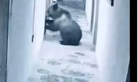 Camera ghi cảnh gấu  ngựa Tây Tạng xông vào khách sạn, "đập cửa" phòng khi du khách đang ngủ say