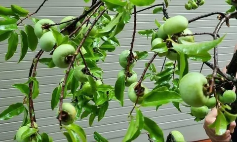 Không phải sầu riêng, đây mới là loại quả có mùi hương khiến người Việt vừa mê vừa nhớ