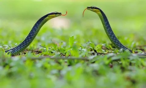 Rắn bò vào nhà: Đừng vội nghĩ đến điềm báo, đây mới là điều gia chủ cần làm
