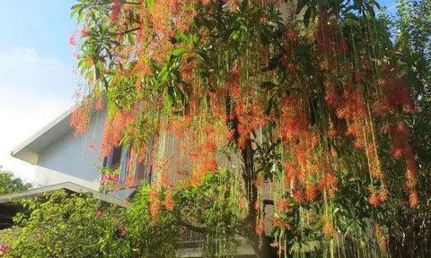 4 lý do lộc vừng được nhiều gia đình có nhà rộng ưa chuộng, không chỉ vì chữ “lộc”