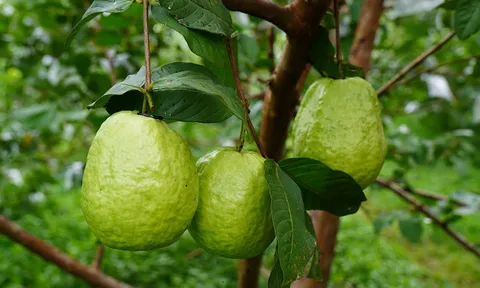 Tưởng là loại quả bình dân, hóa ra chứa lượng vitamin C gấp hơn 4 lần cam, chợ Việt bán chỉ từ 20.000 đồng/kg