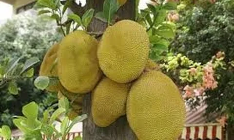Đừng chỉ nhìn quả to hay vàng đẹp: Người bán trái cây tiết lộ bí quyết chọn mít chín cây, nhiều múi, ngọt đậm