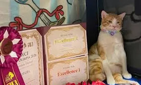 Từ chú mèo bị bỏ lại bên đường đến ngôi vị số 1 thế giới, hành trình của mèo Việt khiến nhiều người bất ngờ
