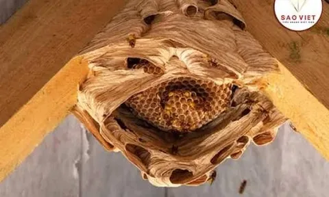 Ong chọn nhà làm tổ: Điềm lành theo dân gian, nhưng có một điều không nên chủ quan