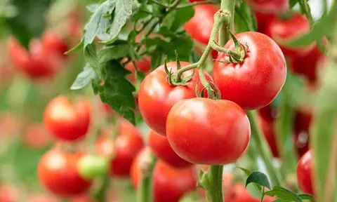 Ăn cà chua thường xuyên, cơ thể có thể nhận được nhiều lợi ích hơn bạn nghĩ