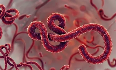 WHO tuyên bố tình trạng khẩn cấp toàn cầu: Ổ dịch  Ebola mới ở châu Phi nguy hiểm đến mức nào?
