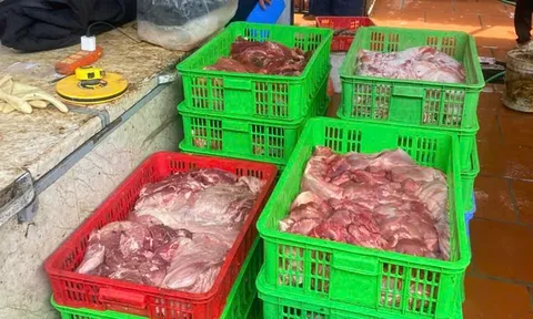 Thu mua lợn nhiễm dịch tả lợn châu Phi để bán ra thị trường, một cơ sở kinh doanh ở Hưng Yên bị điều tra