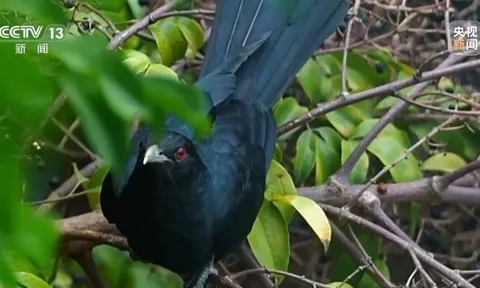 Nam sinh lớp 12 đòi dỡ tổ chim ở trường học, thầy hiệu trưởng viết thư phản hồi khiến cả trường lặng người