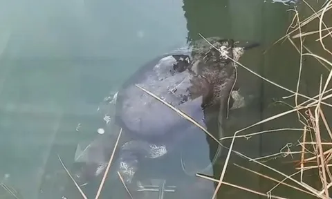 Sinh vật được mệnh danh là "loài động vật cô đơn nhất thế giới" hiếm hoi xuất hiện, thế giới chỉ còn khoảng 2-3 con