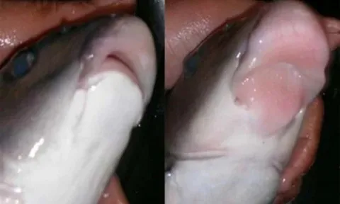 Thứ đặc sản "ngũ quý hà thủy" xưa dùng tiến vua nay được ví như "sâm đất" dưới nước: Đi chợ thấy đừng dại mà bỏ qua!