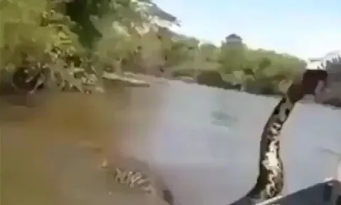 "Quái vật" Anaconda 5m xuất hiện dưới mạn thuyền, người đàn ông liều mạng tóm đuôi "tử thần"