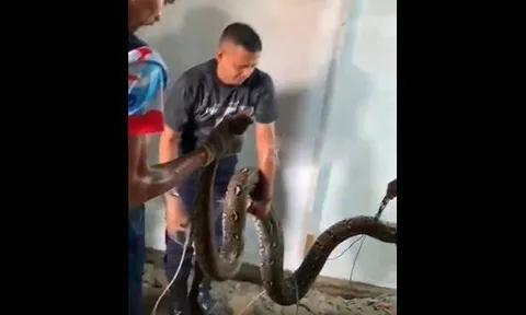 Kinh hãi phát hiện "quái vật" dài 5 mét làm tổ ngay dưới sàn phòng ngủ suốt nhiều năm