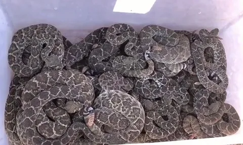 Phát hiện 39 con rắn đuôi chuông kịch độc trú ngụ dưới nền nhà, cảnh tượng tại hiện trường gây ám ảnh