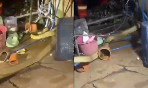 Hổ mang chúa khổng lồ 4 mét "đột kích" bếp nhà dân, nhóm chuyên gia nín thở vây bắt: Xem clip mà gai người