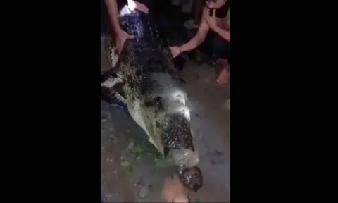 Rùng mình clip hàng chục người la hét, kéo "sát thủ đầm lầy" hung tợn lên bờ ngay nơi trẻ em vui chơi