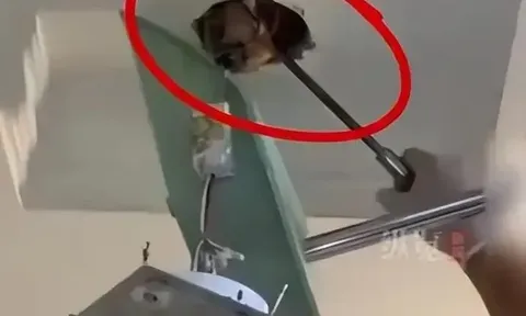 Ngửi thấy mùi hôi nồng nặc trong nhà mới mua, chủ nhà tá hỏa moi ra thứ kinh hoàng trên trần thạch cao