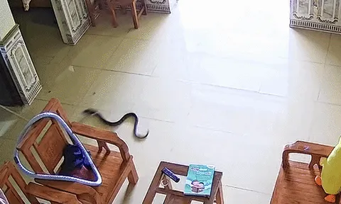Đang ngủ trưa nghe tiếng "bụp", cô gái Phú Thọ khóc thét khi thấy "vị khách" này rơi từ điều hòa xuống đất