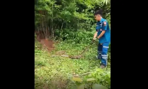 Vạch bụi tre vì thấy động, cụ bà điếng người đối mặt "quái vật" dài 5 mét cuộn tròn sát vách nhà