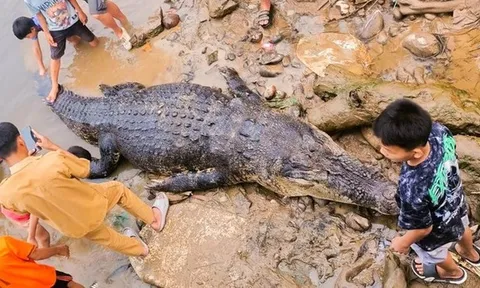 Soi đèn kiểm tra lưới, ngư dân bất ngờ phát hiện cá sấu khổng lồ dài 5 mét, nặng 400 kg mắc kẹt