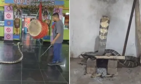 Rợn người cảnh "quái thú" hổ mang chúa 3,6m cuộn mình trong ngôi đền, cả làng tháo chạy tán loạn