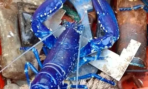 Bắt được tôm hùm xanh đột biến tỷ lệ 1/2.000.000 cực "khủng", hành động sau đó của hai cha con khiến ai cũng ngỡ ngàng