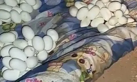 Sau 6 tháng đi làm xa, người đàn ông chết lặng khi căn nhà biến thành "đại bản doanh" của loài bò sát cực độc