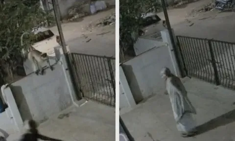 Đang đi dạo trong sân, cụ bà 91 tuổi bị khỉ tấn công đến tử vong: Camera ghi lại phút ám ảnh