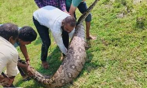 Hốt hoảng phát hiện trăn đá dài 3,6 mét, nặng hơn 95 kg dưới mương nước