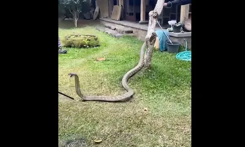 Ngửi thấy mùi lạ trong phòng ngủ, cúi xuống gầm giường kiểm tra thấy cảnh tượng kinh hãi