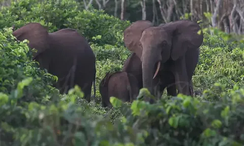 Vào rừng chặt che, nam thanh niên 25 tuổi bị voi giẫm thiệt mạng: Hé lộ chi tiết đau lòng