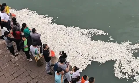 Đang mải mê thả mồi cho cá, du khách ngỡ ngàng trước cảnh tượng "trắng xóa" khó tin trên mặt sông