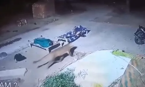 Báo dữ áp sát hai người đang ngủ ngoài trời: Camera ghi lại phút thót tim