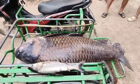 Sáng ra bờ sông, dân làng tá hỏa lôi lên "thủy quái" 100kg: Sự thật phía sau mới đáng sợ!