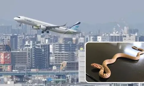 Rắn hoang dã đột nhập buồng lái trườn qua chân cơ trưởng, ẩn nấp suốt 24 giờ dưới thảm khoang hành khách