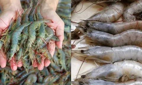 Đi chợ chỉ cần nhìn vào chỗ này là biết ngay tôm tươi hay để lâu, nhiều người mua thường xuyên vẫn chưa biết