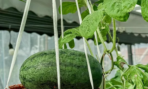 Chi 50 triệu làm vườn trên mái, mẹ đảm còn tự móc "võng" để nâng từng trái dưa