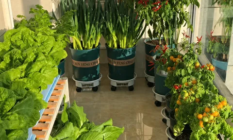 Ban công chưa đầy 6m² hóa “vườn rau mini”, cô gái tự cung tự cấp hơn 20 loại thực phẩm xanh