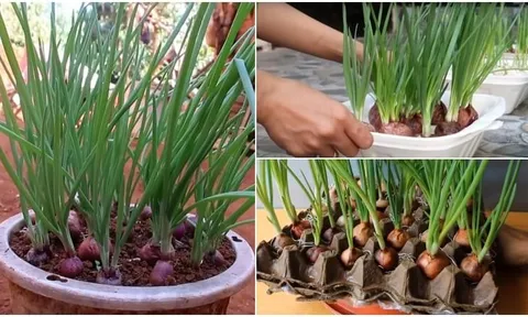 Cách trồng hành lá trong chậu đơn giản, xanh tốt quanh năm, tránh vàng lá, thối gốc