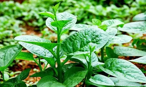 Cách trồng mồng tơi lớn nhanh, ngọn mập, hái nhiều lứa