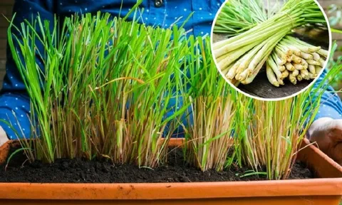 Cách trồng cây sả trong chậu để đẻ nhiều nhánh, trồng 1 lần thu hái nhiều năm