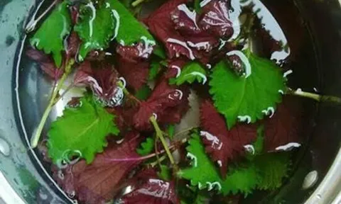 Dùng lá tía tô nấu nước tắm, da sạch thoáng và mềm mịn hơn