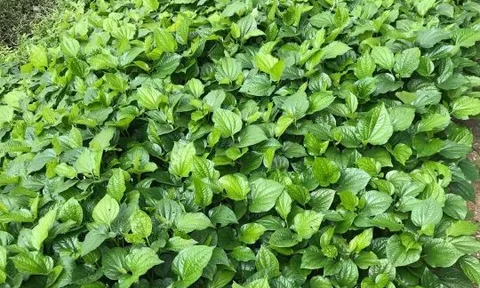 Cách trồng lá lốt ít rễ, nhiều mầm, lá to xanh mướt