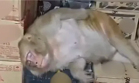 "Dân chơi" khỉ đột nhập cửa hàng, tự khui vodka uống say khướt rồi lăn ra ngủ